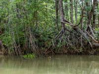 Bäume mit Luftwurzeln im Mangrovenwald des Rio Tárcoles